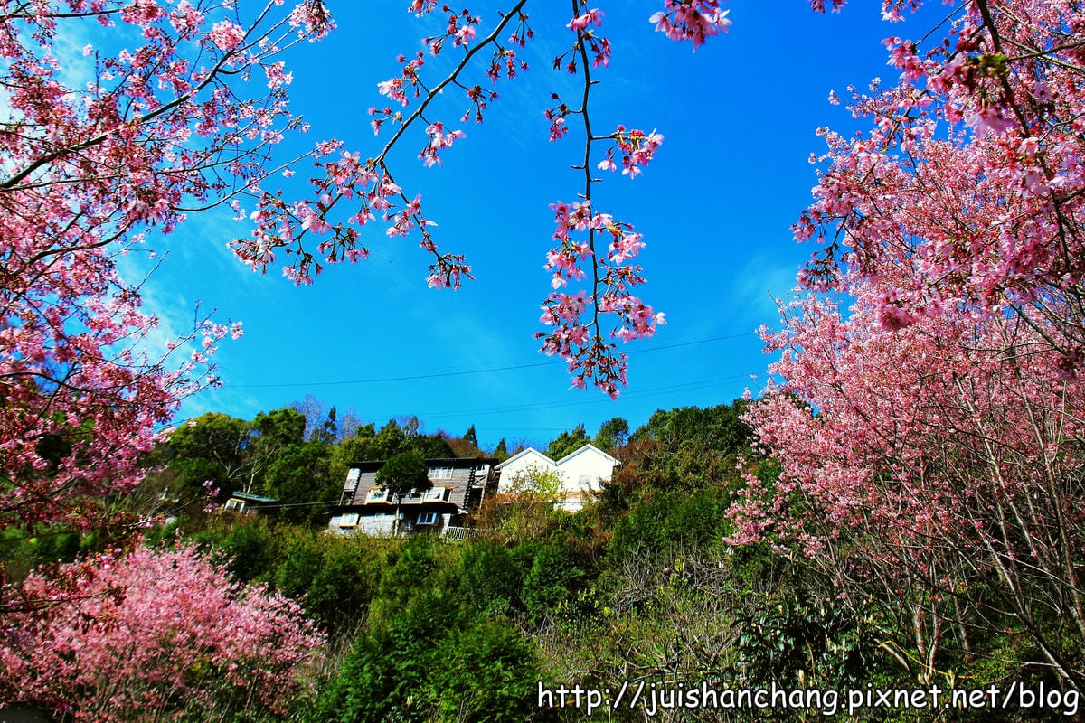 【遊。桃園】中巴陵。櫻木花道VS拉拉山。恩愛農場～迷你隱藏版武陵農場滴家啦！