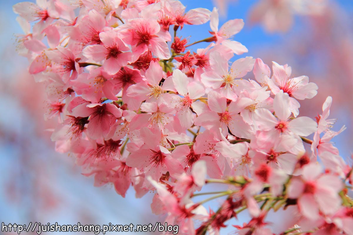【遊。桃園】中巴陵。櫻木花道VS拉拉山。恩愛農場～迷你隱藏版武陵農場滴家啦！