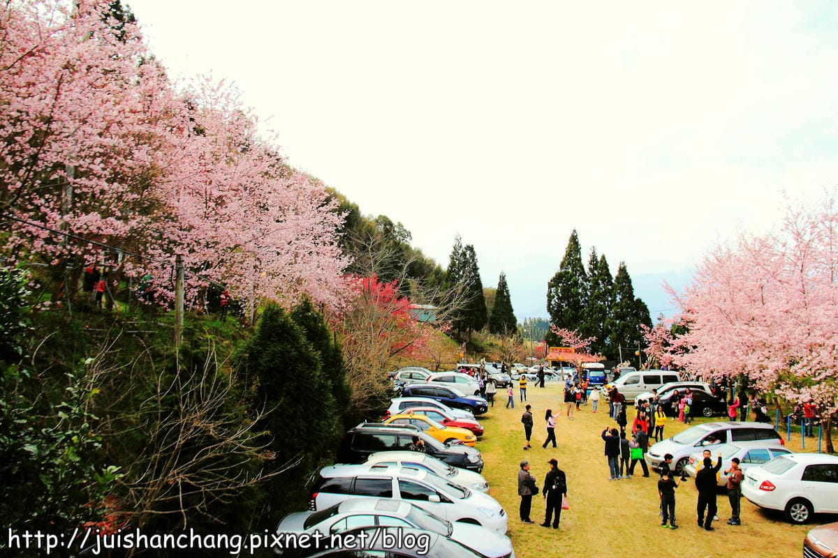 【遊。桃園】中巴陵。櫻木花道VS拉拉山。恩愛農場～迷你隱藏版武陵農場滴家啦！