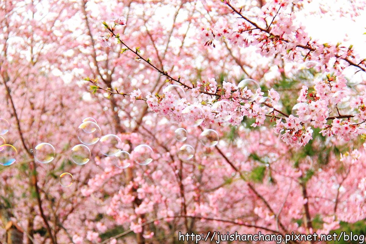 【遊。桃園】中巴陵。櫻木花道VS拉拉山。恩愛農場～迷你隱藏版武陵農場滴家啦！