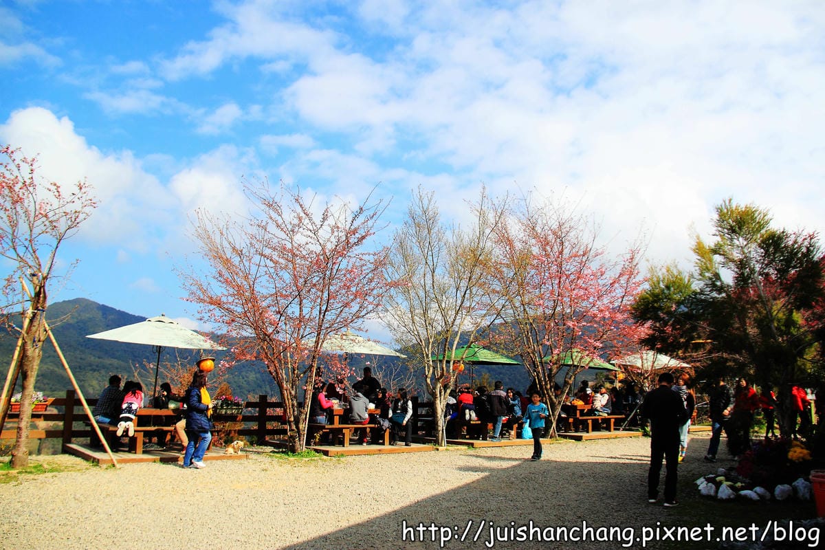 【遊。桃園】中巴陵。櫻木花道VS拉拉山。恩愛農場～迷你隱藏版武陵農場滴家啦！