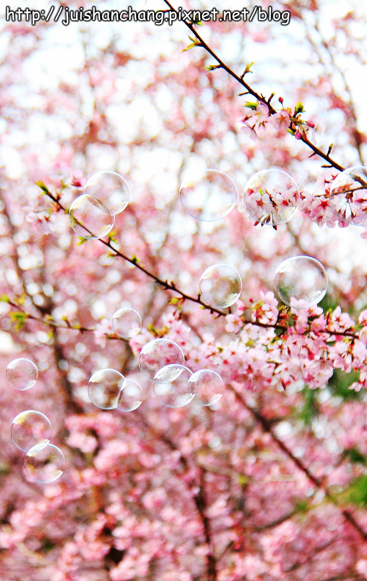 【遊。桃園】中巴陵。櫻木花道VS拉拉山。恩愛農場～迷你隱藏版武陵農場滴家啦！
