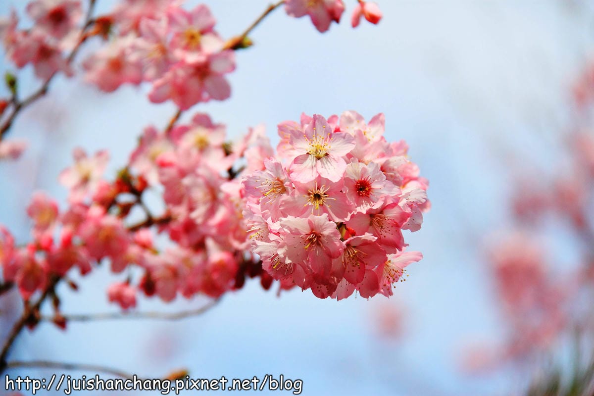 【遊。桃園】中巴陵。櫻木花道VS拉拉山。恩愛農場～迷你隱藏版武陵農場滴家啦！