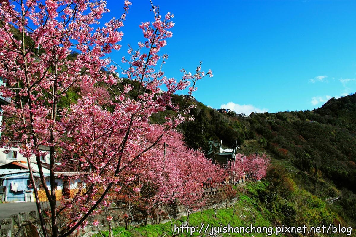 【遊。桃園】中巴陵。櫻木花道VS拉拉山。恩愛農場～迷你隱藏版武陵農場滴家啦！