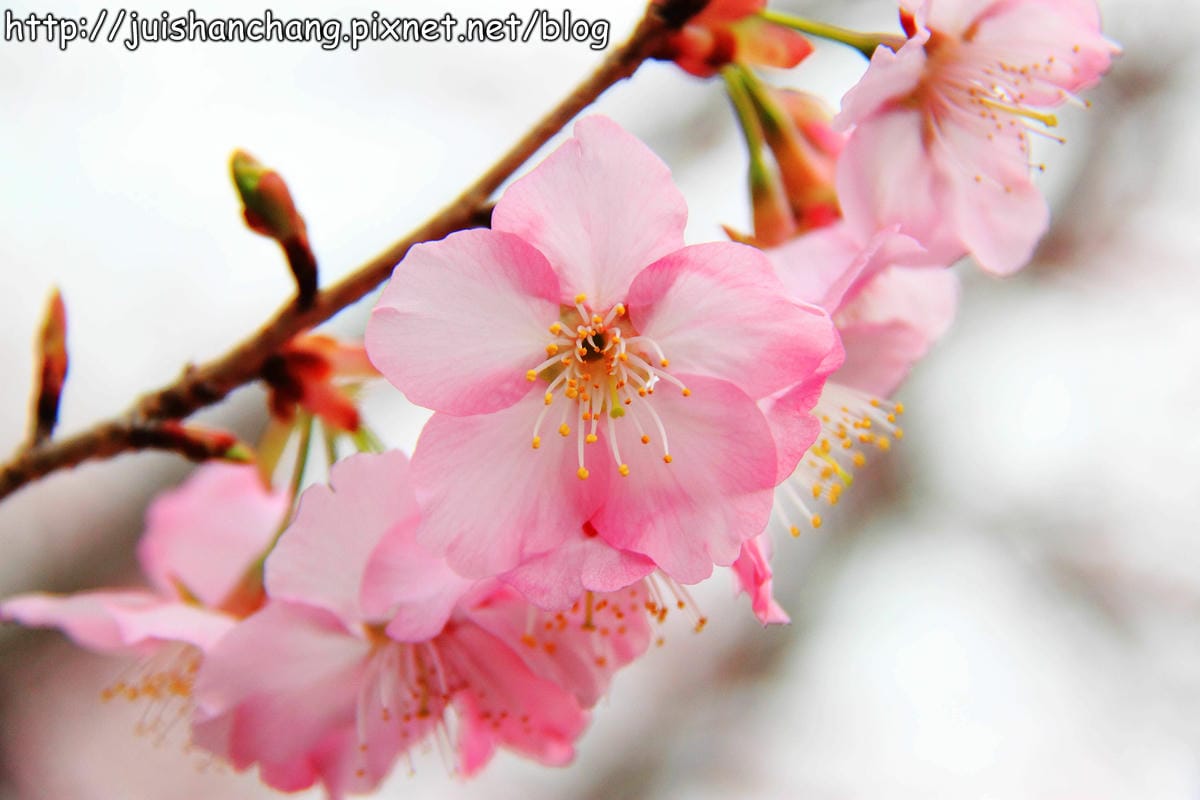 【遊。桃園】中巴陵。櫻木花道VS拉拉山。恩愛農場～迷你隱藏版武陵農場滴家啦！