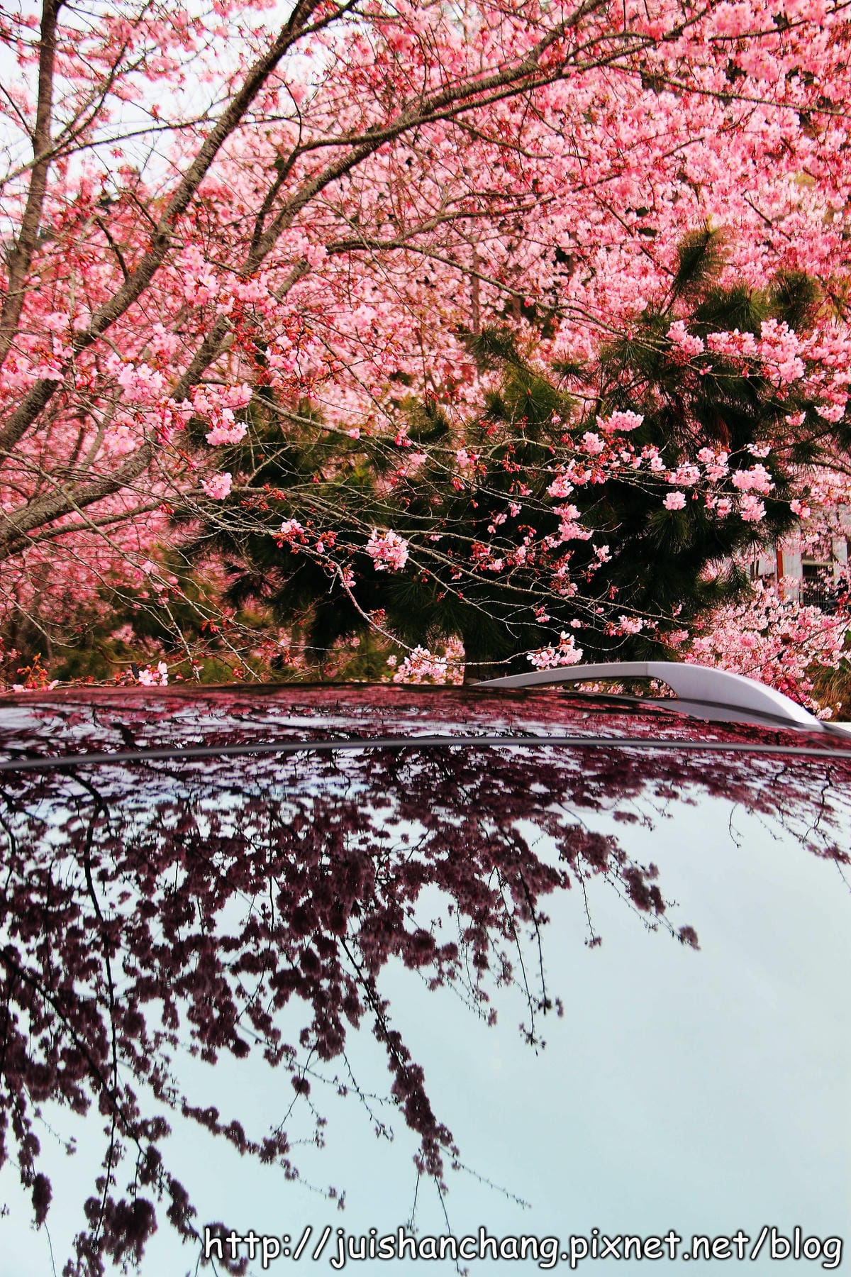 【遊。桃園】中巴陵。櫻木花道VS拉拉山。恩愛農場～迷你隱藏版武陵農場滴家啦！
