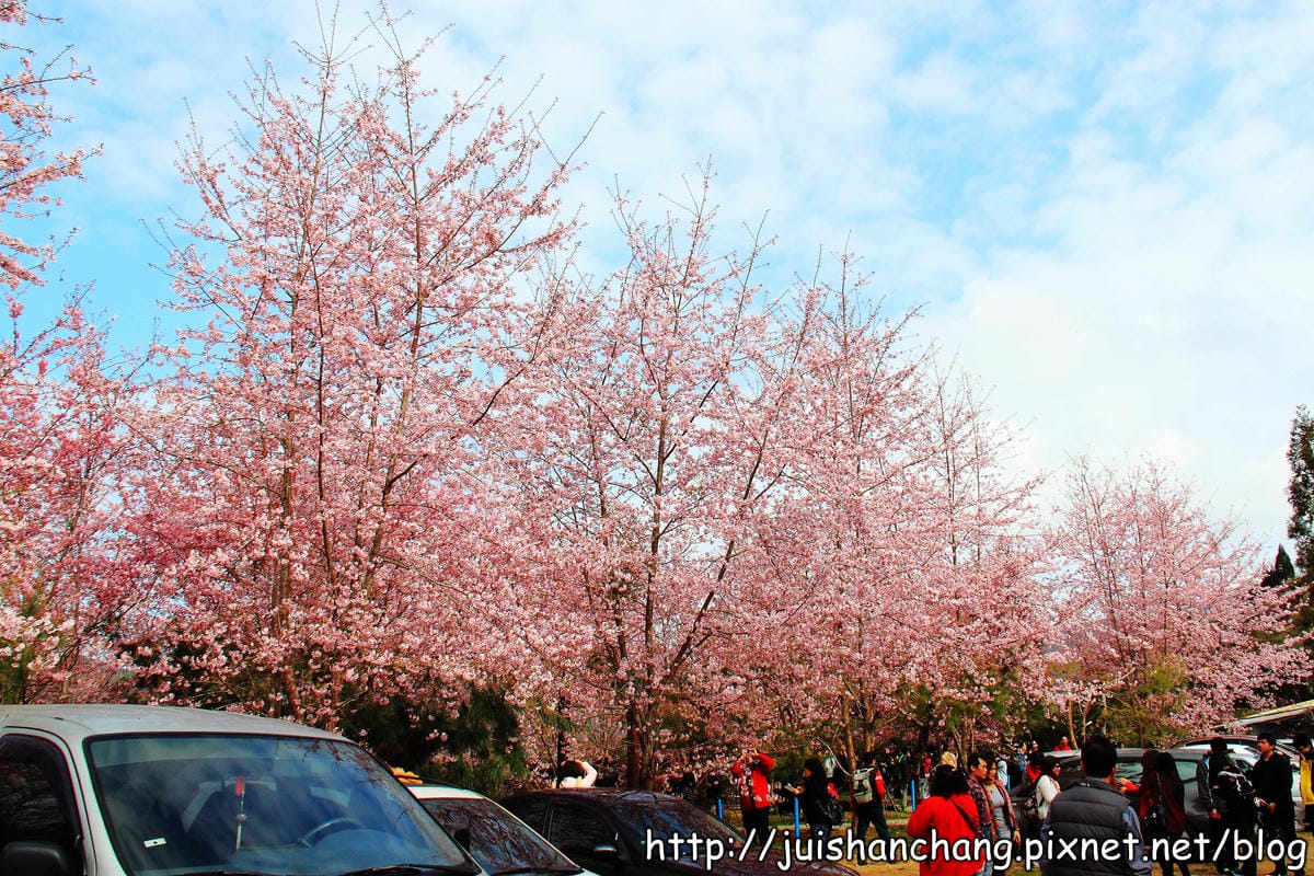 【遊。桃園】中巴陵。櫻木花道VS拉拉山。恩愛農場～迷你隱藏版武陵農場滴家啦！