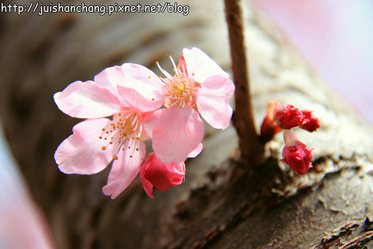 【遊。桃園】中巴陵。櫻木花道VS拉拉山。恩愛農場～迷你隱藏版武陵農場滴家啦！