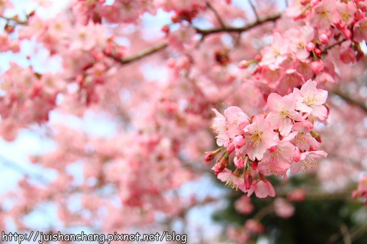【遊。桃園】中巴陵。櫻木花道VS拉拉山。恩愛農場～迷你隱藏版武陵農場滴家啦！