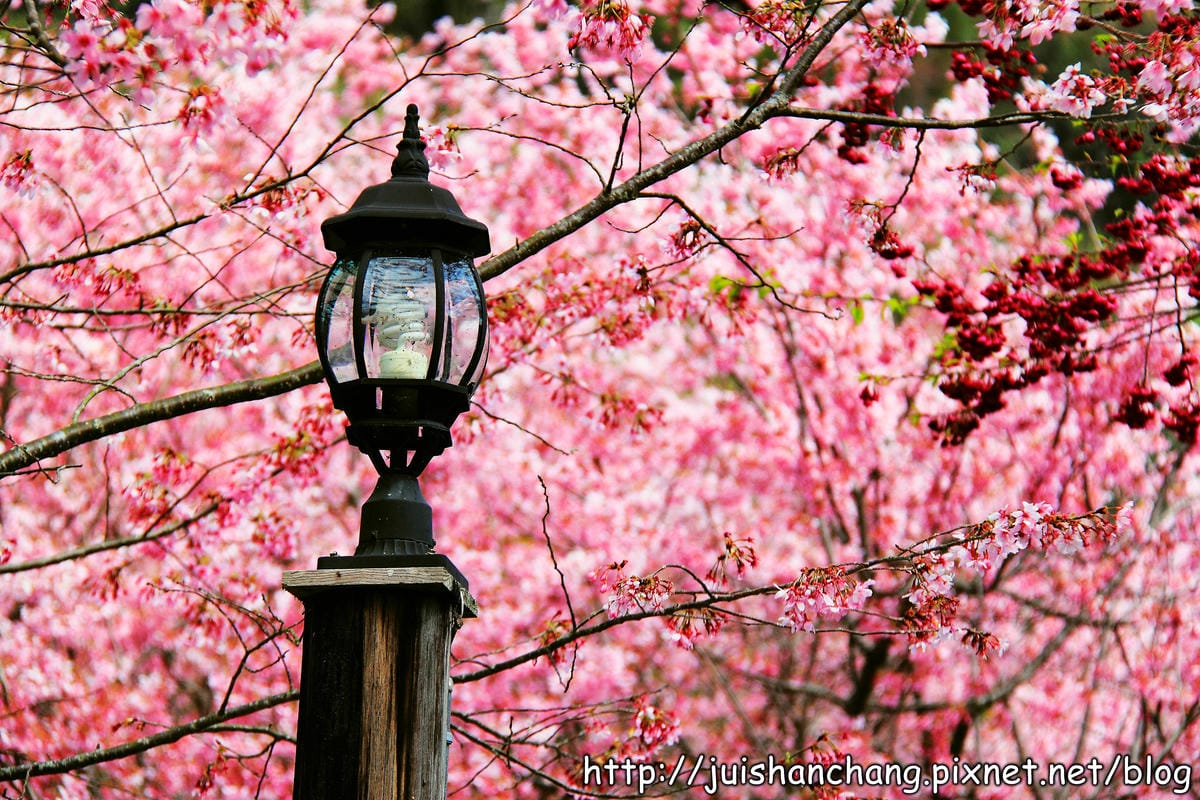【遊。桃園】中巴陵。櫻木花道VS拉拉山。恩愛農場～迷你隱藏版武陵農場滴家啦！