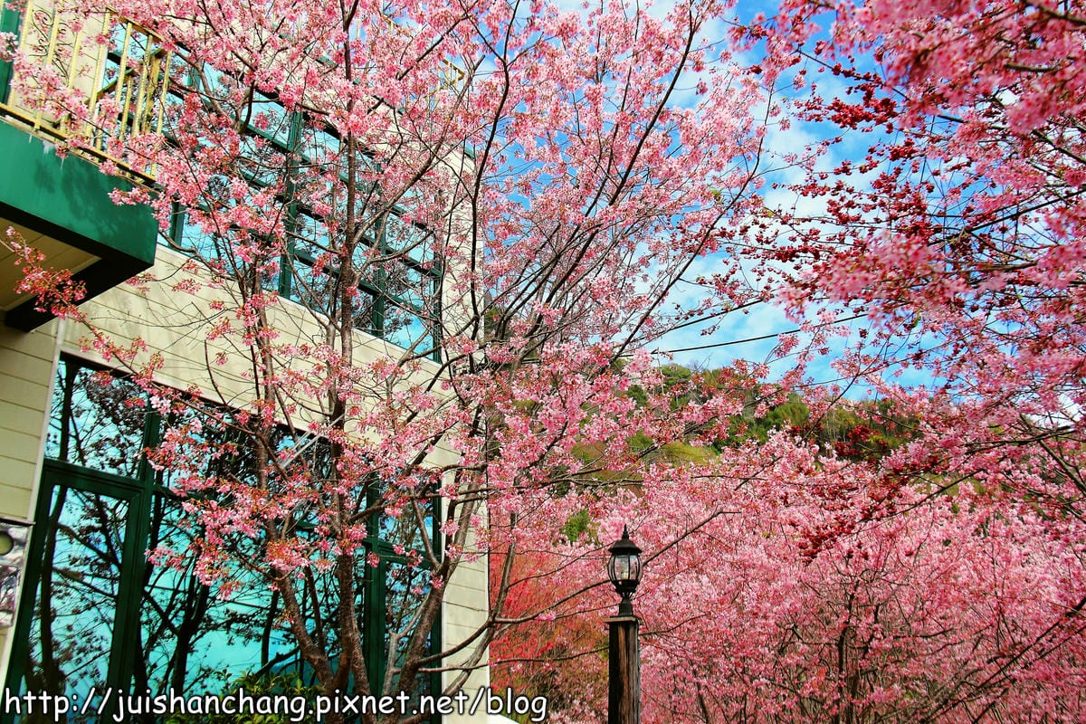【遊。桃園】中巴陵。櫻木花道VS拉拉山。恩愛農場～迷你隱藏版武陵農場滴家啦！