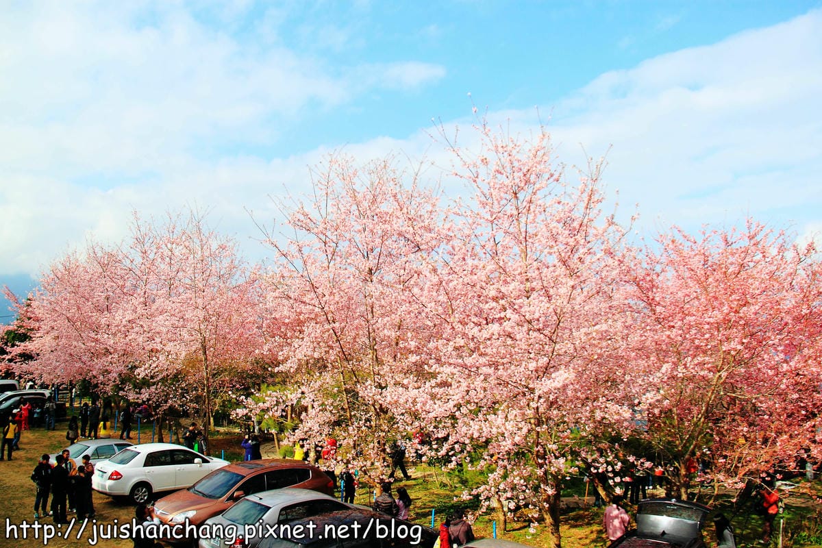 【遊。桃園】中巴陵。櫻木花道VS拉拉山。恩愛農場～迷你隱藏版武陵農場滴家啦！