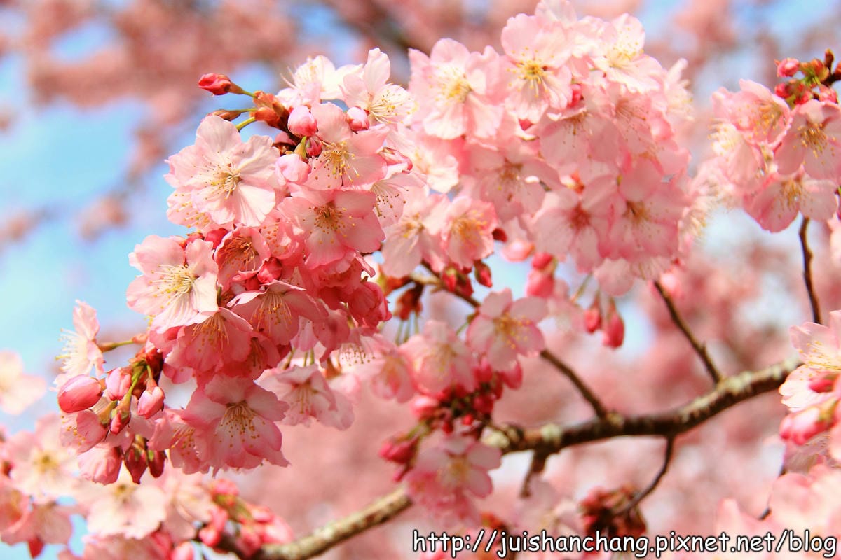 【遊。桃園】中巴陵。櫻木花道VS拉拉山。恩愛農場～迷你隱藏版武陵農場滴家啦！