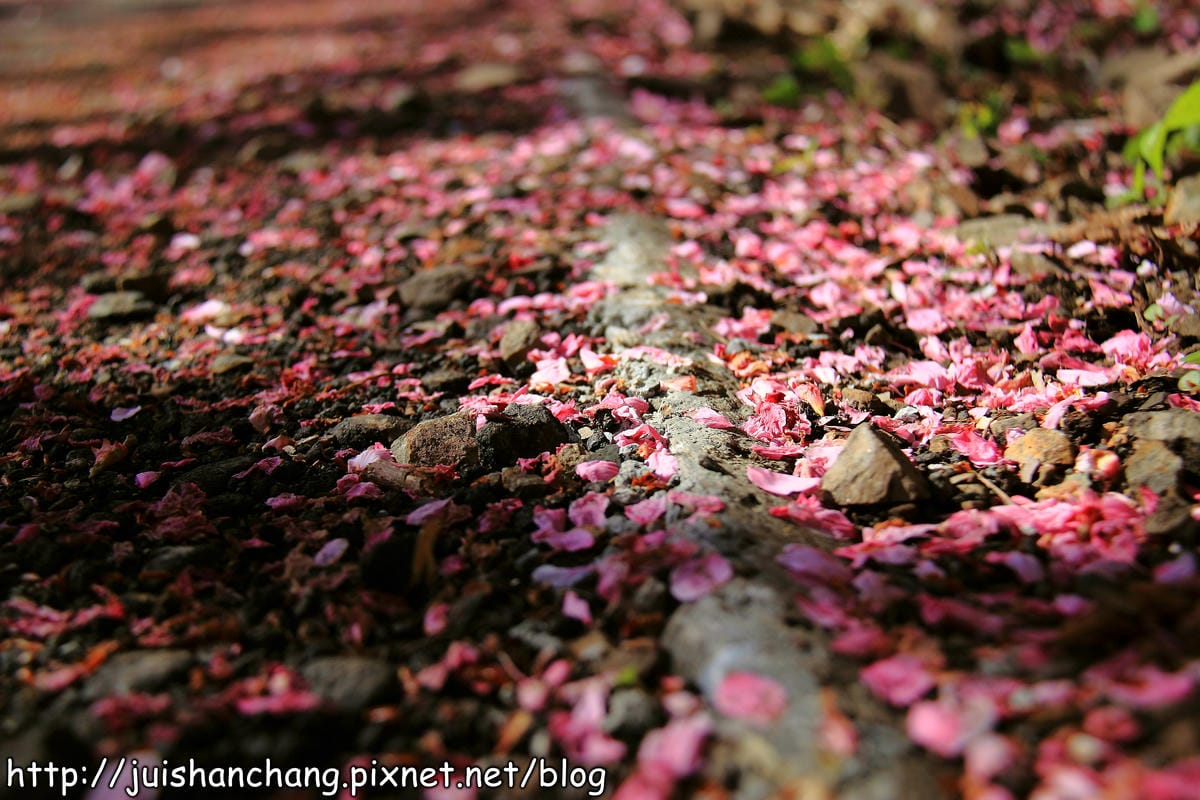 【遊。桃園】中巴陵。櫻木花道VS拉拉山。恩愛農場～迷你隱藏版武陵農場滴家啦！