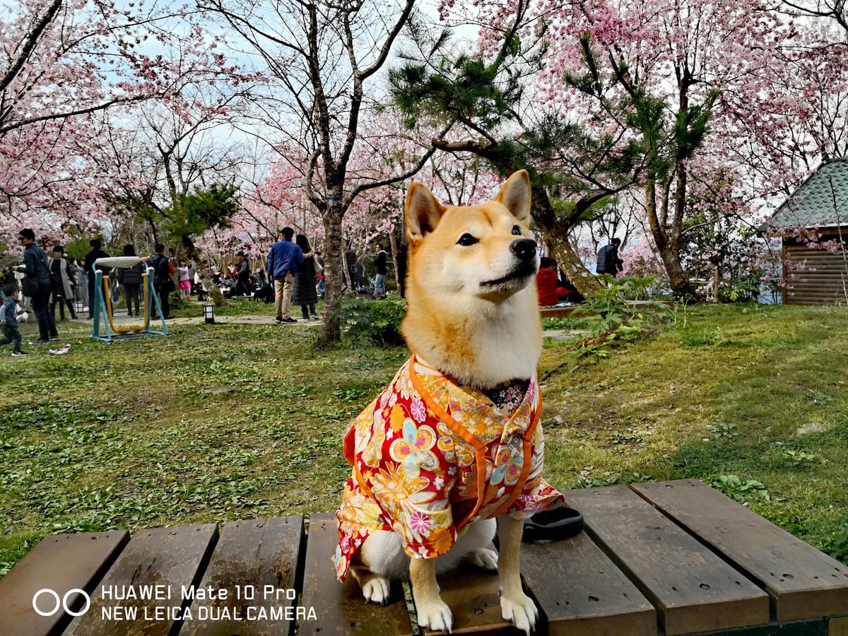 【遊。桃園】中巴陵。櫻木花道VS拉拉山。恩愛農場～迷你隱藏版武陵農場滴家啦！