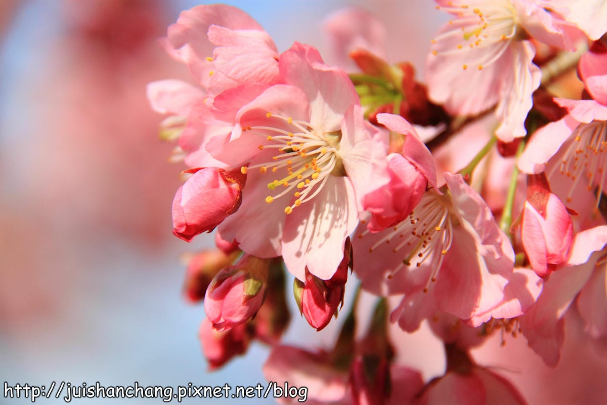 【遊。桃園】中巴陵。櫻木花道VS拉拉山。恩愛農場～迷你隱藏版武陵農場滴家啦！