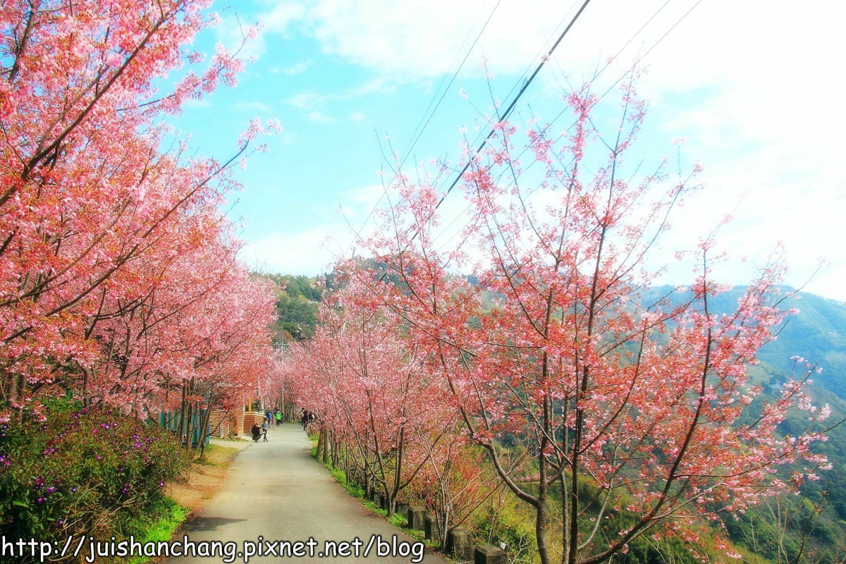 【遊。桃園】中巴陵。櫻木花道VS拉拉山。恩愛農場～迷你隱藏版武陵農場滴家啦！