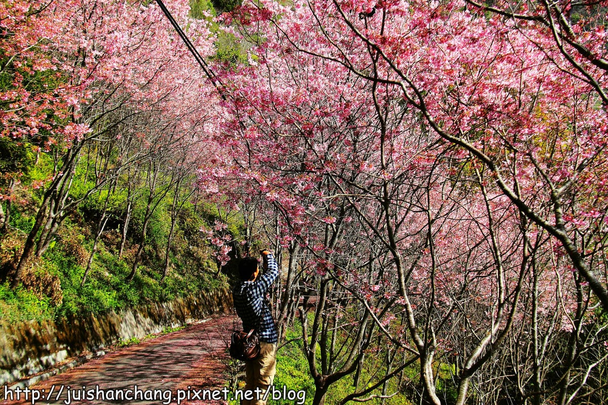 【遊。桃園】中巴陵。櫻木花道VS拉拉山。恩愛農場～迷你隱藏版武陵農場滴家啦！