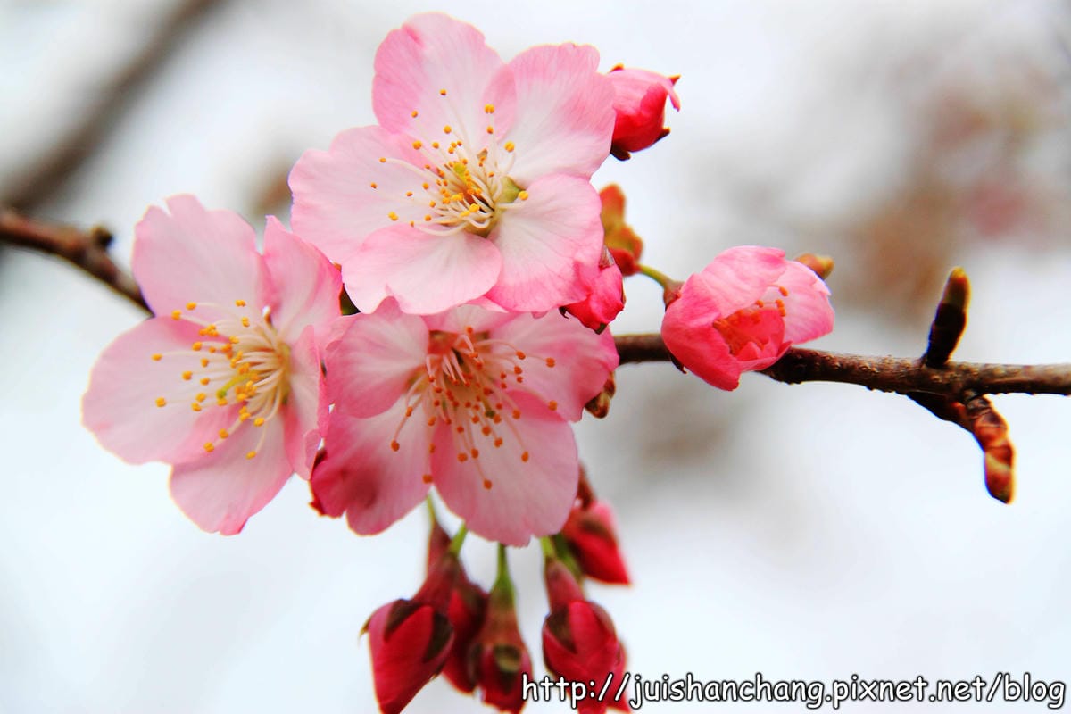 【遊。桃園】中巴陵。櫻木花道VS拉拉山。恩愛農場～迷你隱藏版武陵農場滴家啦！
