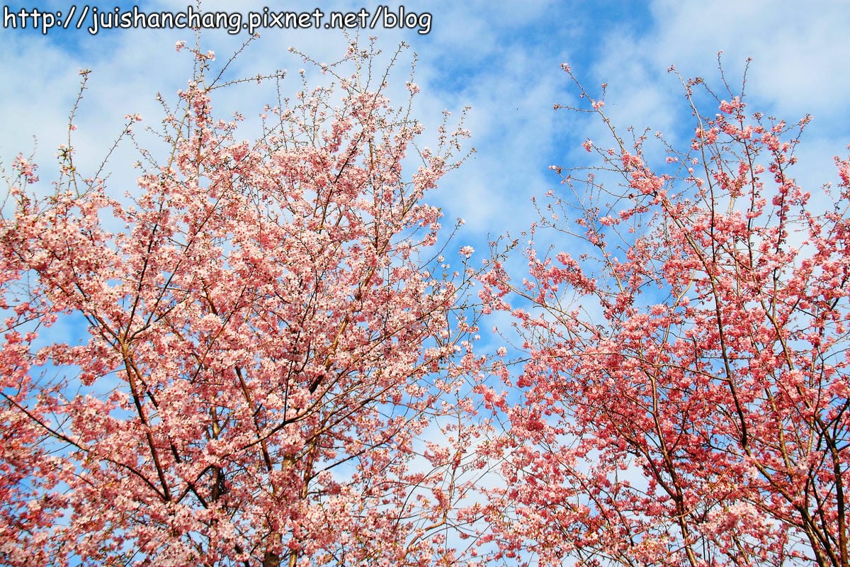 【遊。桃園】中巴陵。櫻木花道VS拉拉山。恩愛農場～迷你隱藏版武陵農場滴家啦！