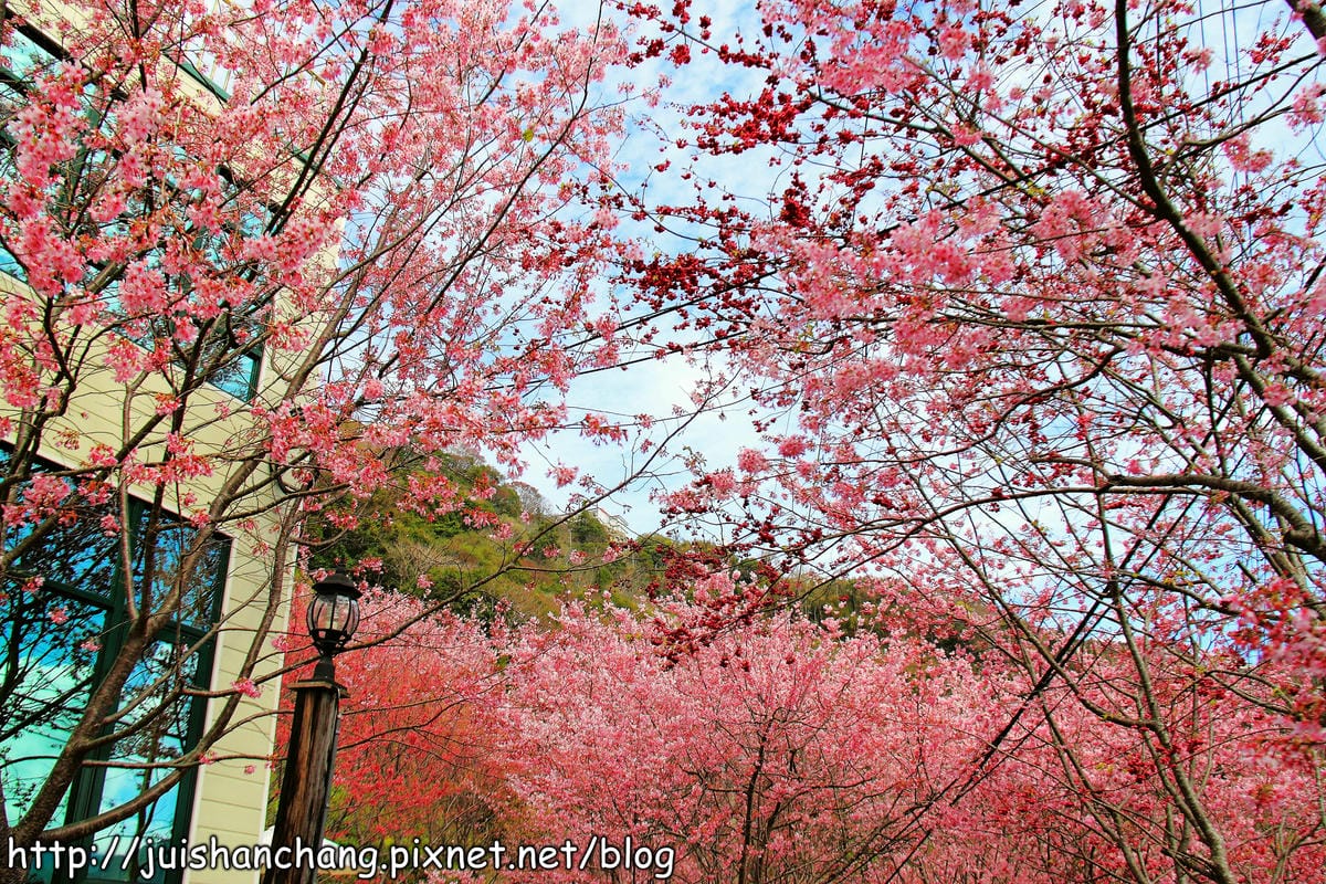 【遊。桃園】中巴陵。櫻木花道VS拉拉山。恩愛農場～迷你隱藏版武陵農場滴家啦！