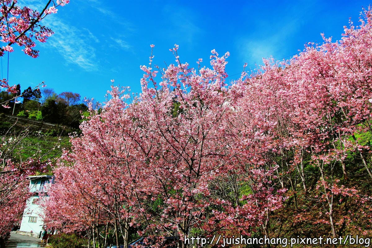 【遊。桃園】中巴陵。櫻木花道VS拉拉山。恩愛農場～迷你隱藏版武陵農場滴家啦！
