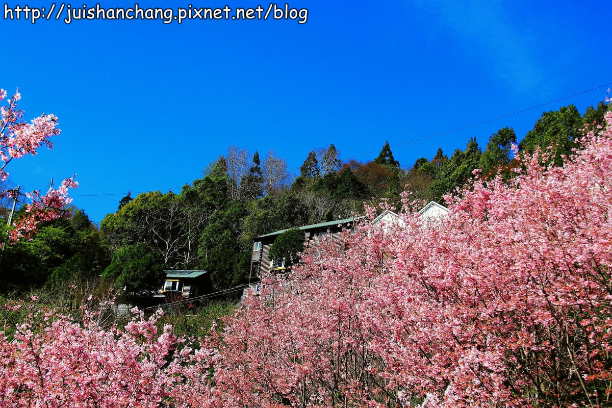 【遊。桃園】中巴陵。櫻木花道VS拉拉山。恩愛農場～迷你隱藏版武陵農場滴家啦！