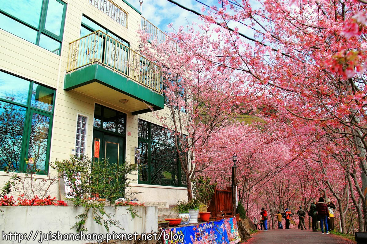 【遊。桃園】中巴陵。櫻木花道VS拉拉山。恩愛農場～迷你隱藏版武陵農場滴家啦！