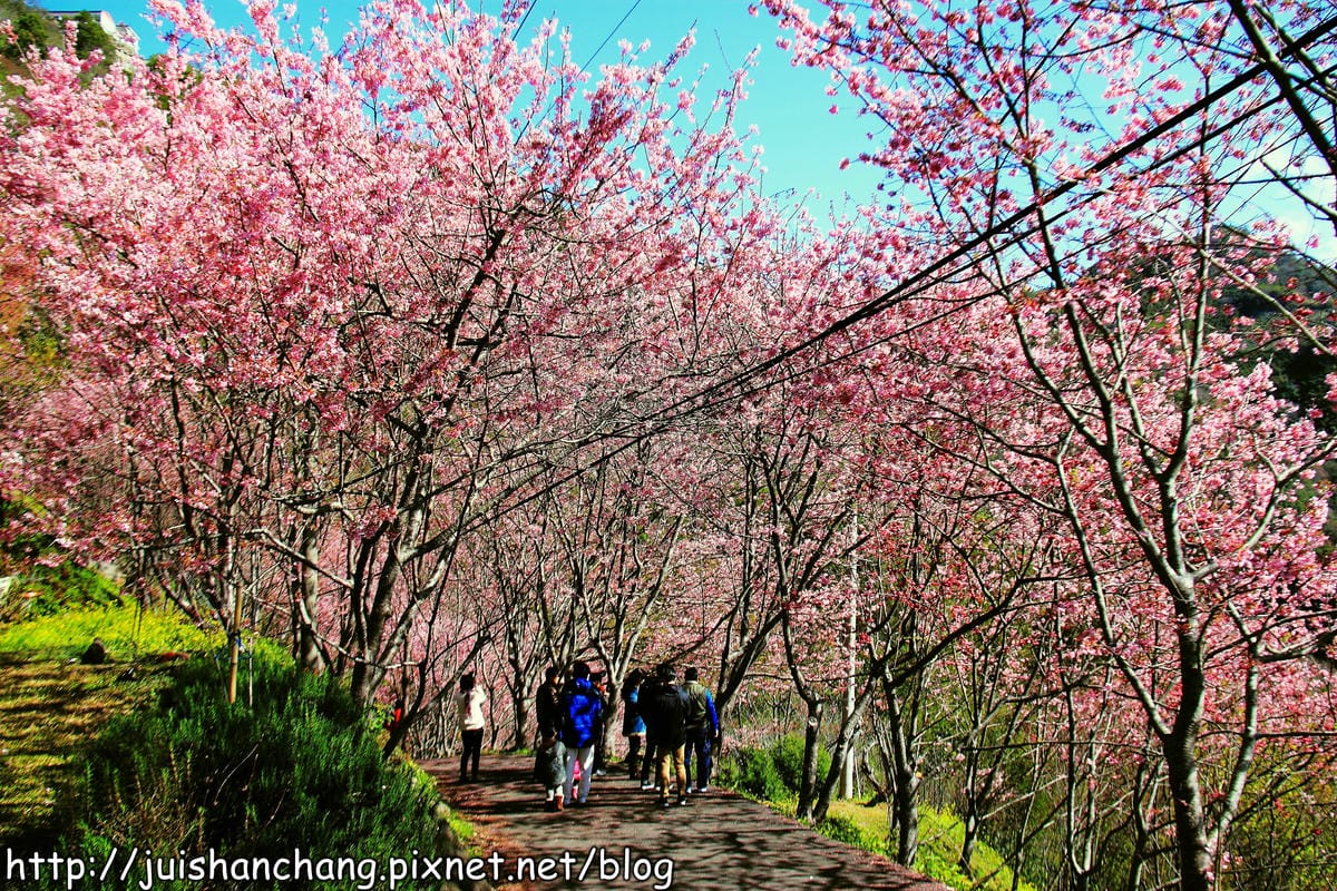 【遊。桃園】中巴陵。櫻木花道VS拉拉山。恩愛農場～迷你隱藏版武陵農場滴家啦！