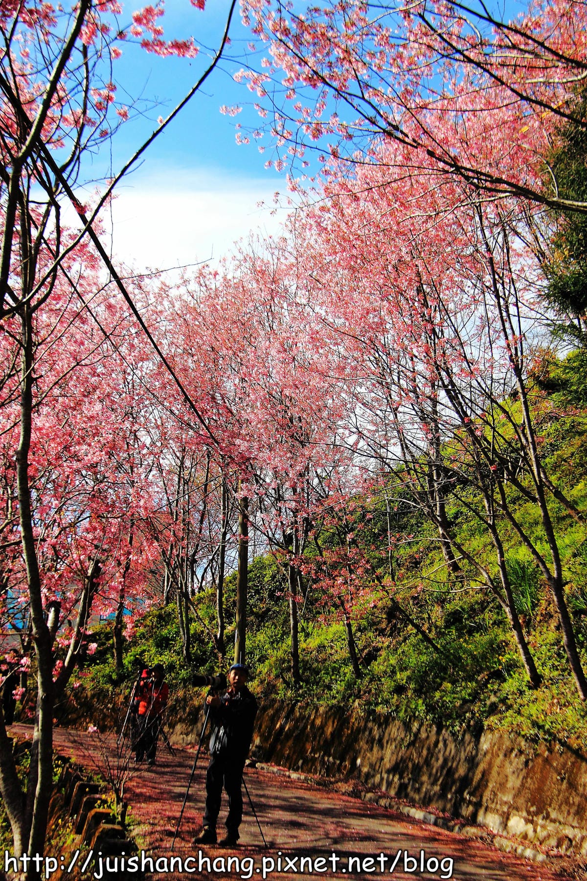 【遊。桃園】中巴陵。櫻木花道VS拉拉山。恩愛農場～迷你隱藏版武陵農場滴家啦！
