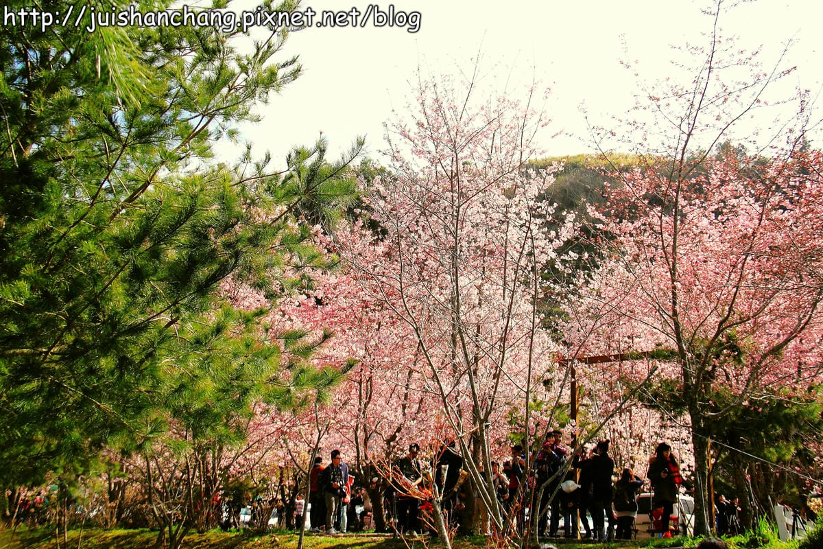 【遊。桃園】中巴陵。櫻木花道VS拉拉山。恩愛農場～迷你隱藏版武陵農場滴家啦！
