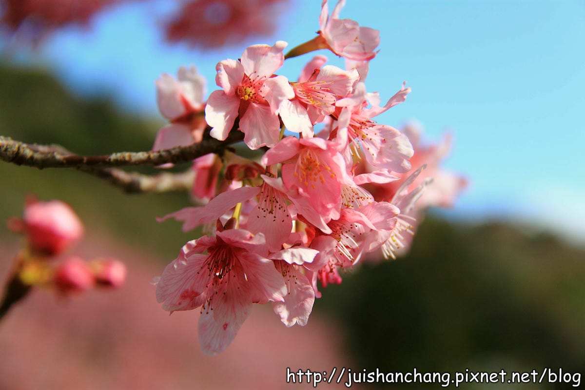 【遊。桃園】中巴陵。櫻木花道VS拉拉山。恩愛農場～迷你隱藏版武陵農場滴家啦！