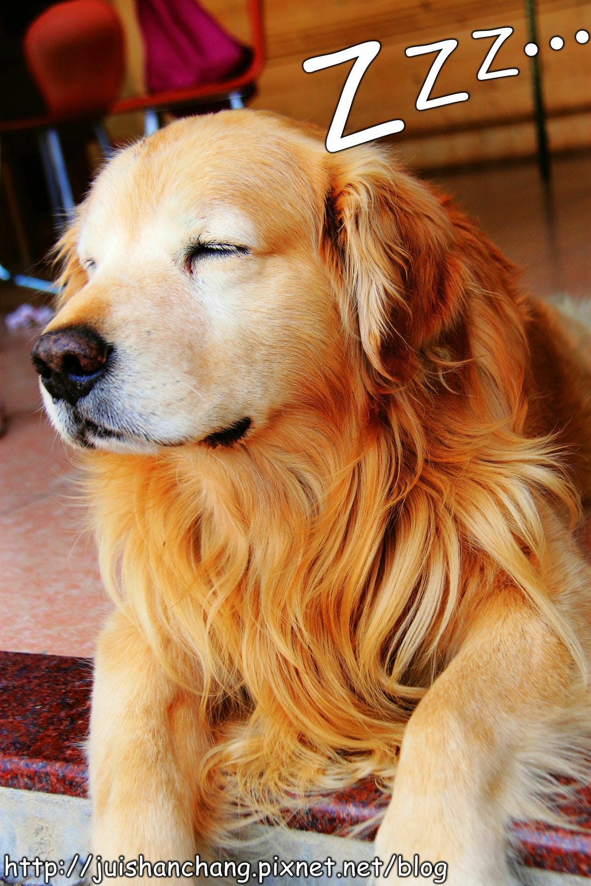 【遊。桃園】中巴陵。櫻木花道VS拉拉山。恩愛農場～迷你隱藏版武陵農場滴家啦！