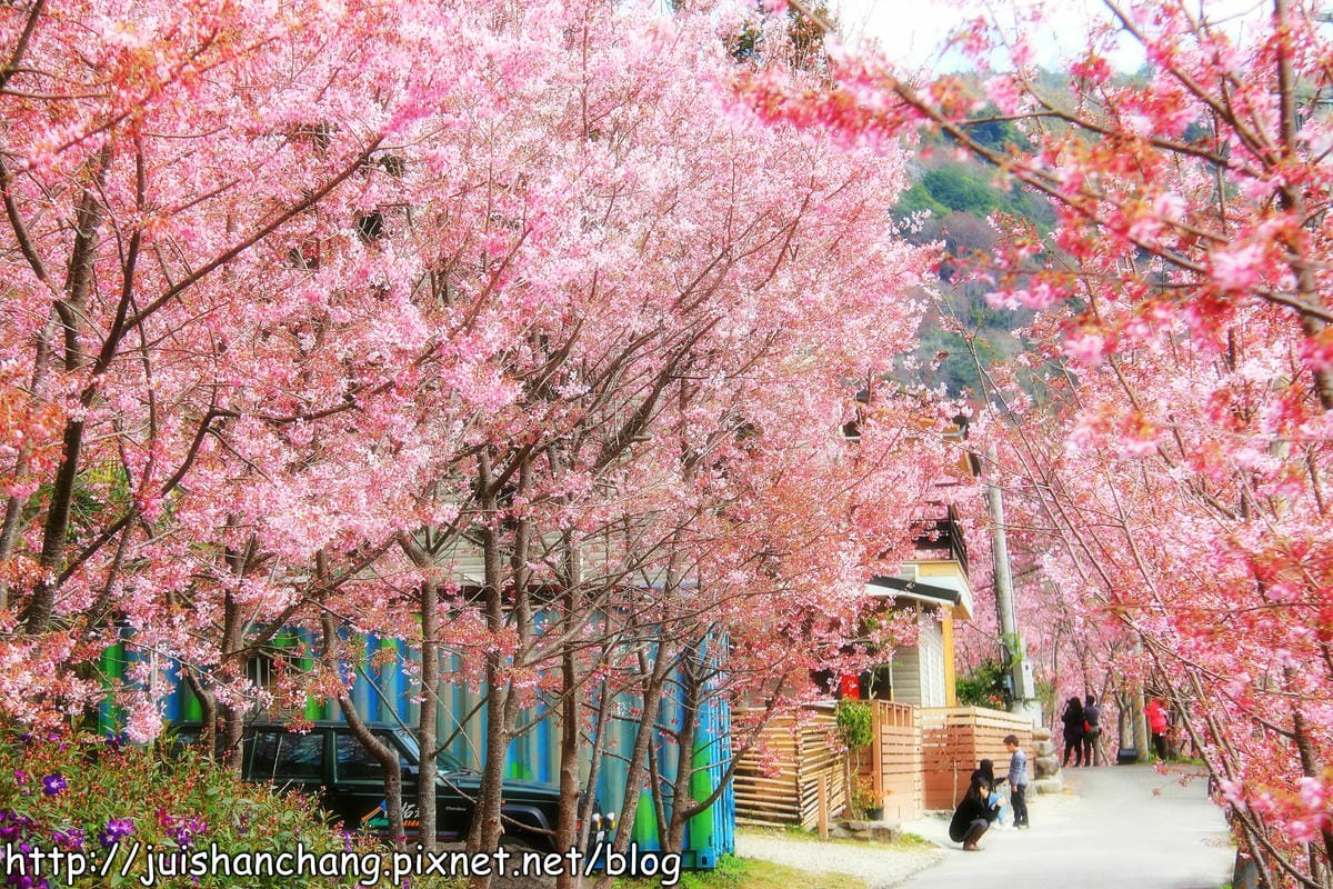 【遊。桃園】中巴陵。櫻木花道VS拉拉山。恩愛農場～迷你隱藏版武陵農場滴家啦！