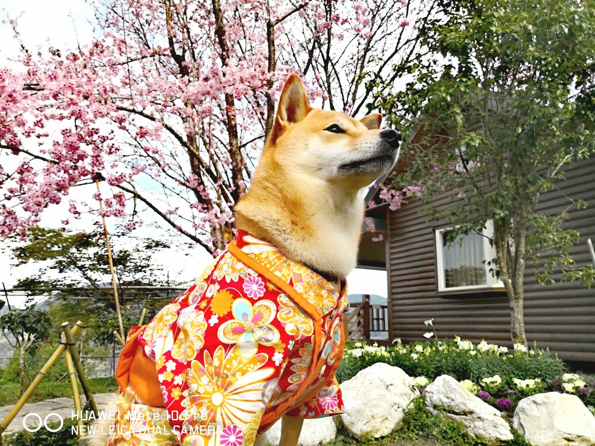 【遊。桃園】中巴陵。櫻木花道VS拉拉山。恩愛農場～迷你隱藏版武陵農場滴家啦！