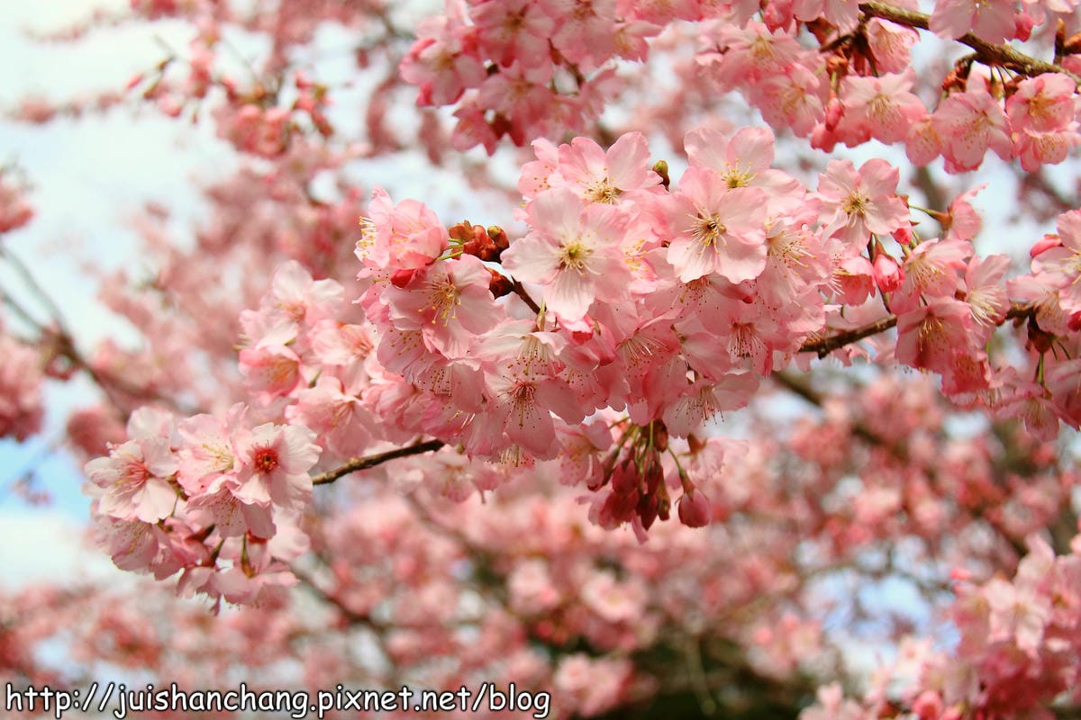 【遊。桃園】中巴陵。櫻木花道VS拉拉山。恩愛農場～迷你隱藏版武陵農場滴家啦！
