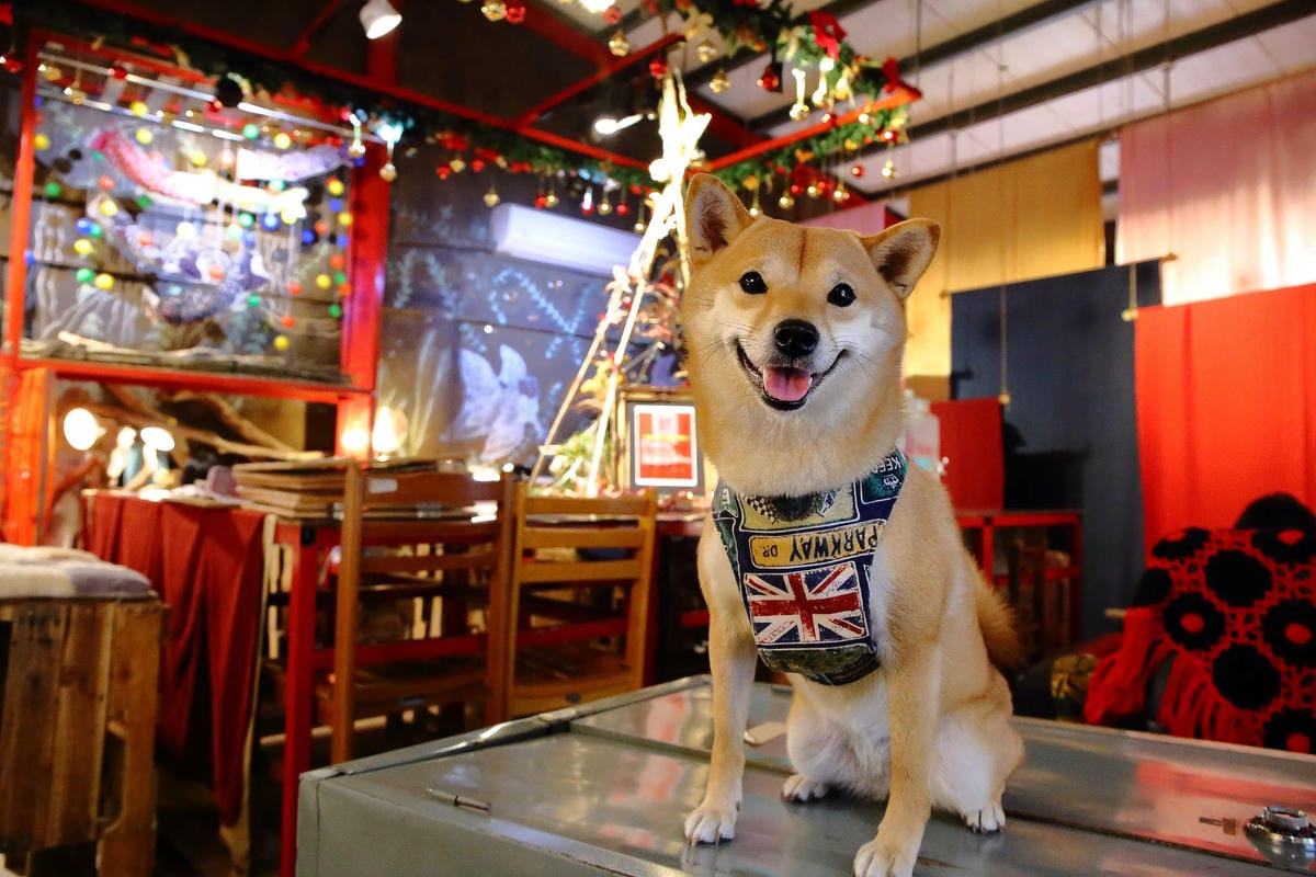 【食。基隆】空白服飾&金派甜點〜姐妹約會秘密基地！結合了藝術服飾，低調隱藏在巷弄內的甜點店(寵物友善)