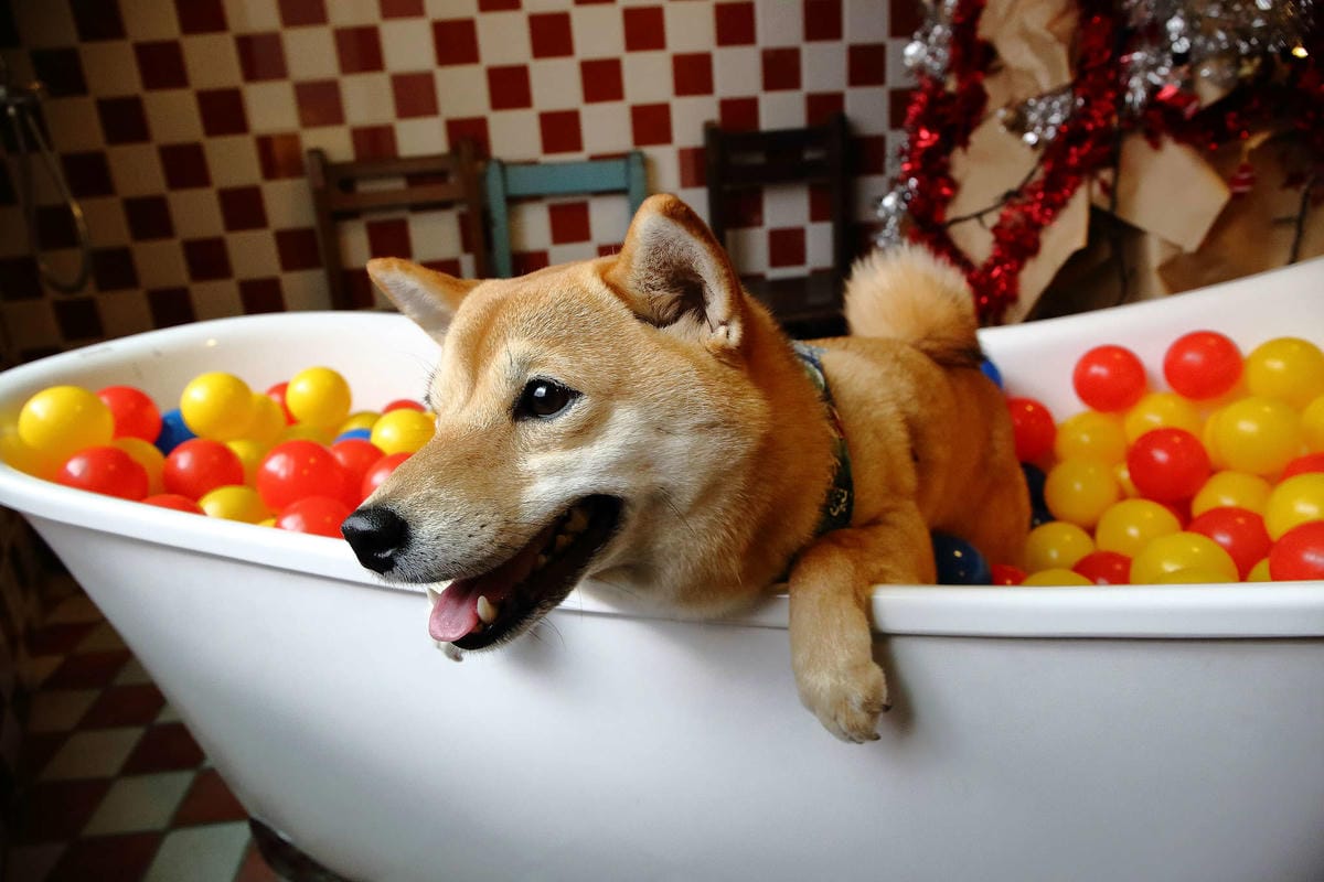 【食。基隆】空白服飾&金派甜點〜姐妹約會秘密基地！結合了藝術服飾，低調隱藏在巷弄內的甜點店(寵物友善)