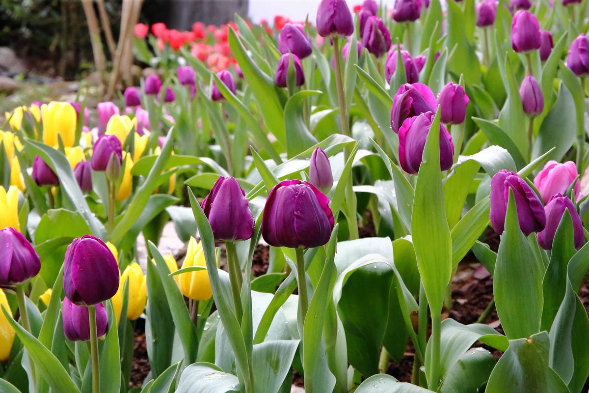 【食。台中】千樺花園餐廳〜森林系餐廳，處處是打卡拍照熱點，浪漫場景、經典法式料理，讓你拍到手軟！
