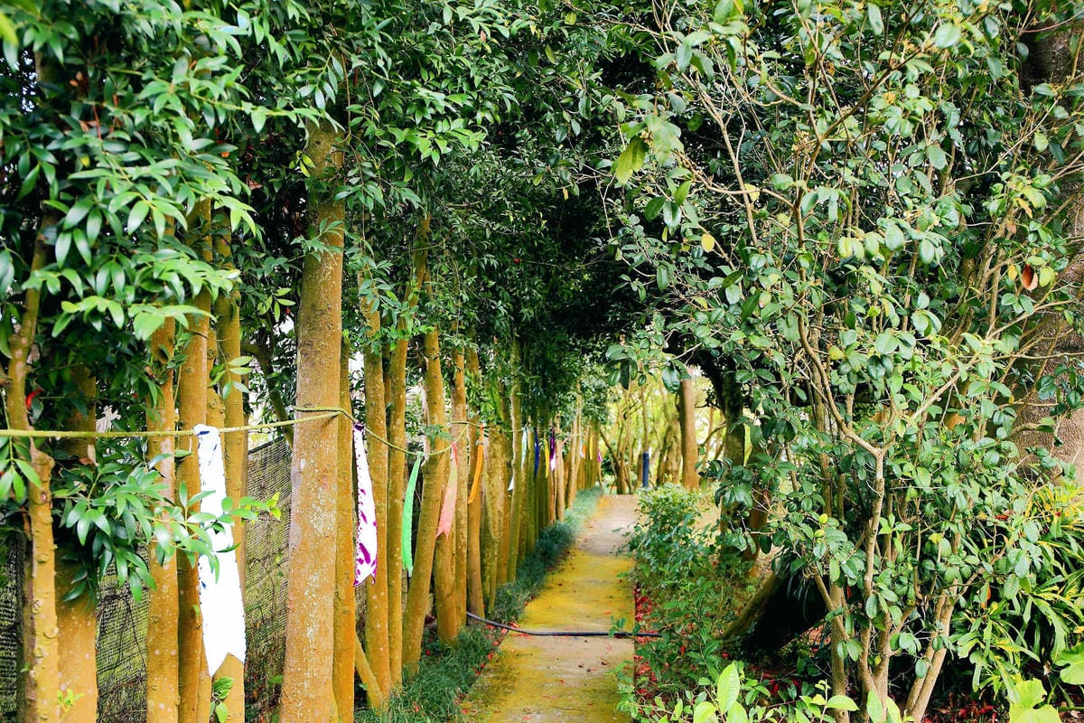 【食。台中】千樺花園餐廳〜森林系餐廳，處處是打卡拍照熱點，浪漫場景、經典法式料理，讓你拍到手軟！