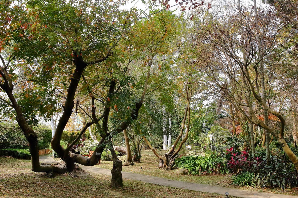 【食。台中】千樺花園餐廳〜森林系餐廳，處處是打卡拍照熱點，浪漫場景、經典法式料理，讓你拍到手軟！