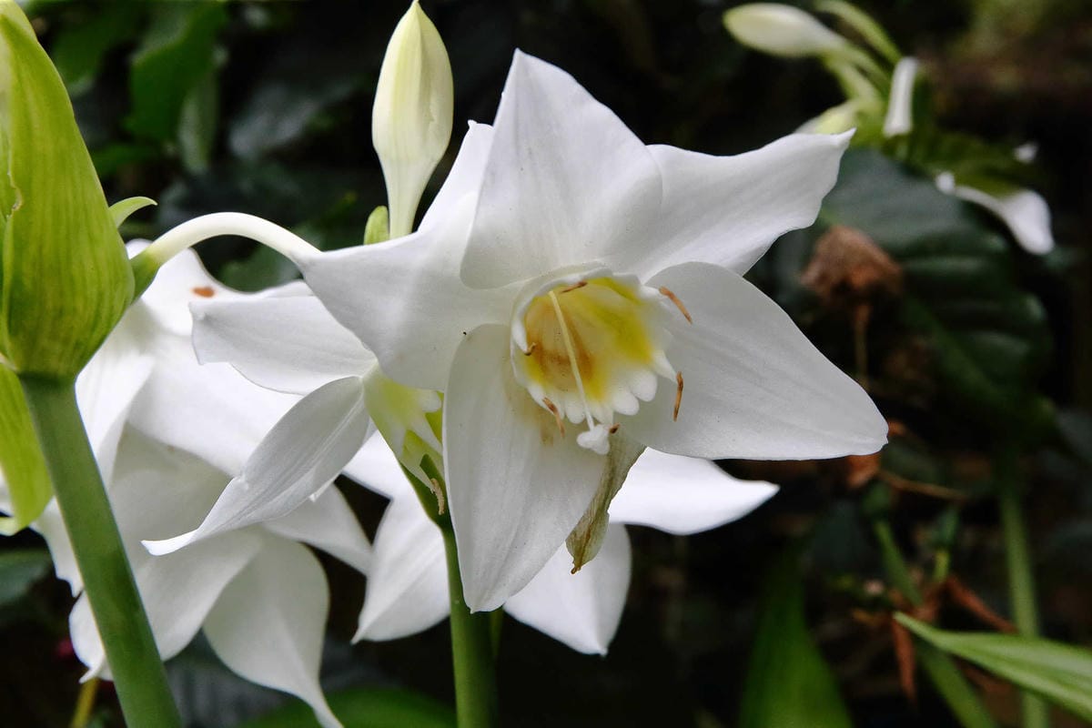 【食。台中】千樺花園餐廳〜森林系餐廳，處處是打卡拍照熱點，浪漫場景、經典法式料理，讓你拍到手軟！