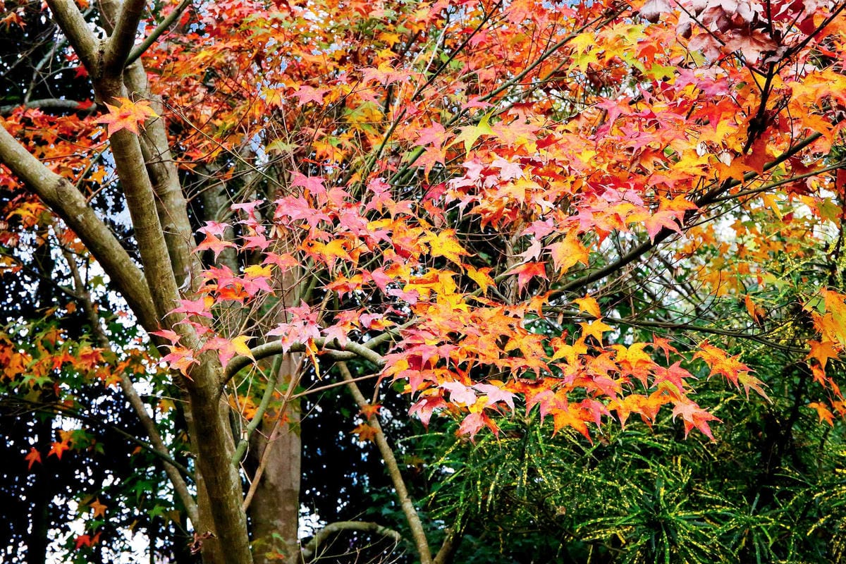 【食。台中】千樺花園餐廳〜森林系餐廳，處處是打卡拍照熱點，浪漫場景、經典法式料理，讓你拍到手軟！