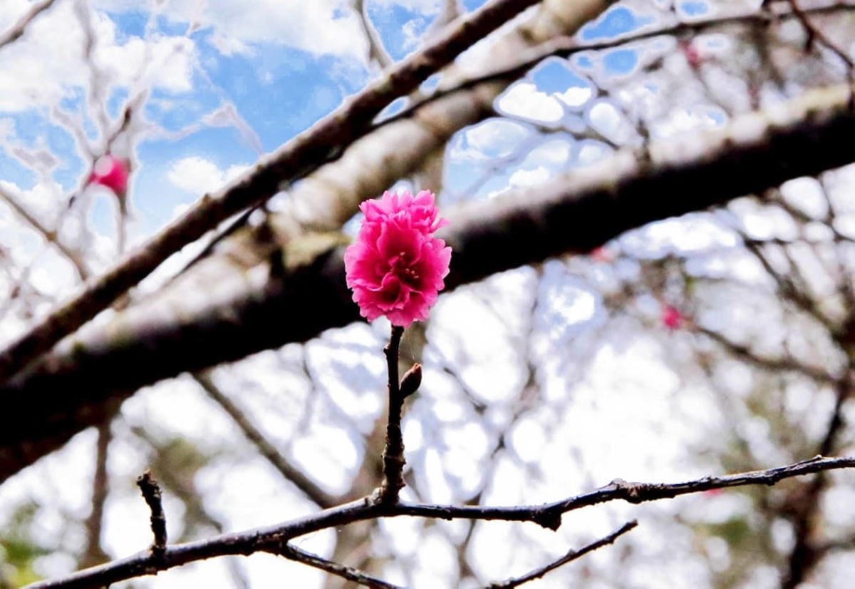 【食。台中】千樺花園餐廳〜森林系餐廳，處處是打卡拍照熱點，浪漫場景、經典法式料理，讓你拍到手軟！