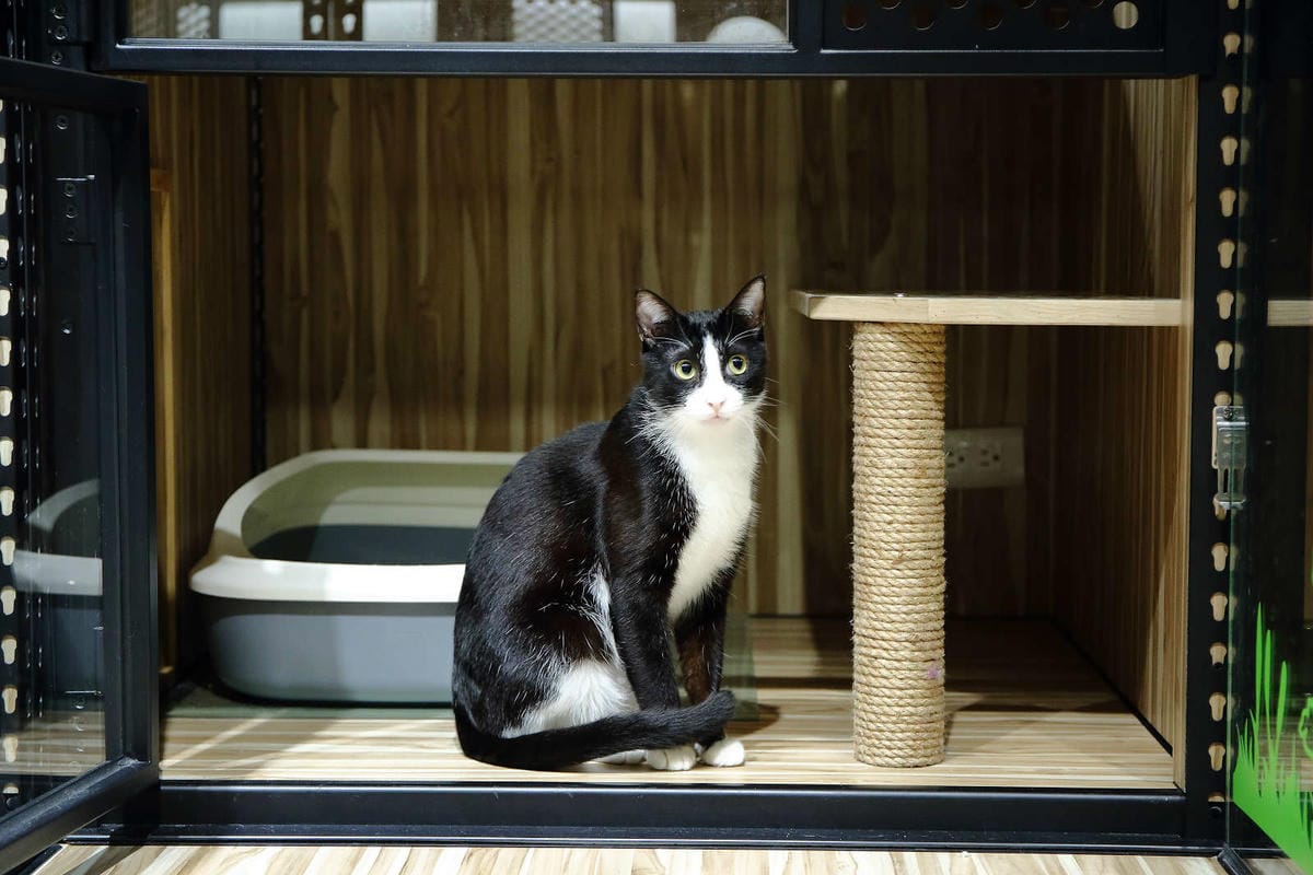 【寵物旅館。桃園】悠遊貓旅-專屬貓咪住宿〜桃園/大園貓咪旅館。貓奴推薦！專屬貓咪旅館，獨立房間與活動空間，主人們放心去旅行吧！