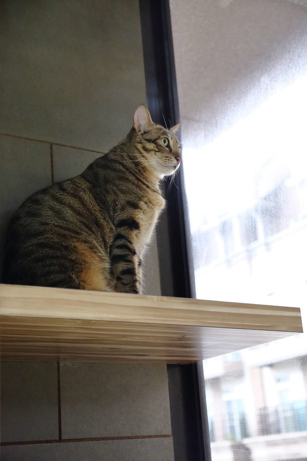 【寵物旅館。桃園】悠遊貓旅-專屬貓咪住宿〜桃園/大園貓咪旅館。貓奴推薦！專屬貓咪旅館，獨立房間與活動空間，主人們放心去旅行吧！