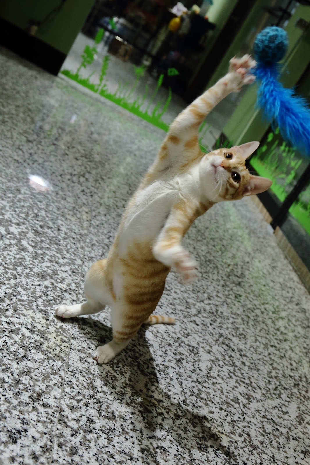 【寵物旅館。桃園】悠遊貓旅-專屬貓咪住宿〜桃園/大園貓咪旅館。貓奴推薦！專屬貓咪旅館，獨立房間與活動空間，主人們放心去旅行吧！