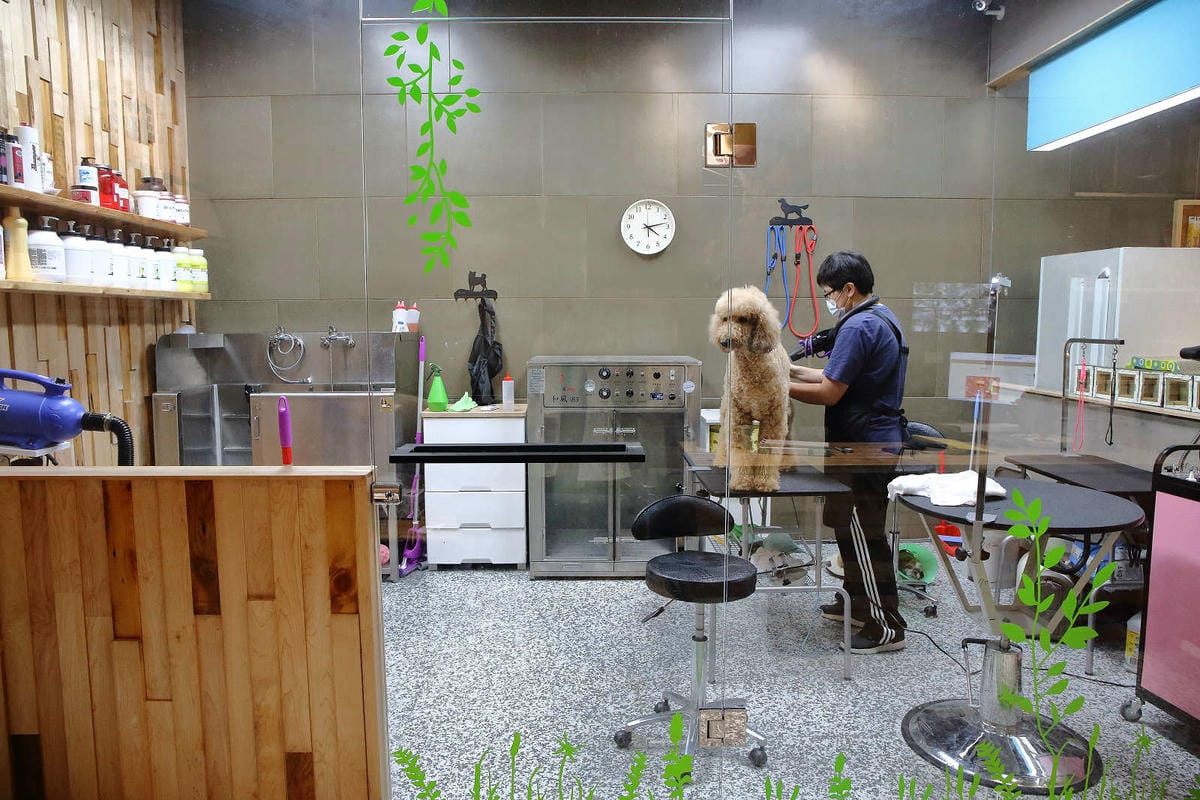 【寵物旅館。桃園】悠遊貓旅-專屬貓咪住宿〜桃園/大園貓咪旅館。貓奴推薦！專屬貓咪旅館，獨立房間與活動空間，主人們放心去旅行吧！