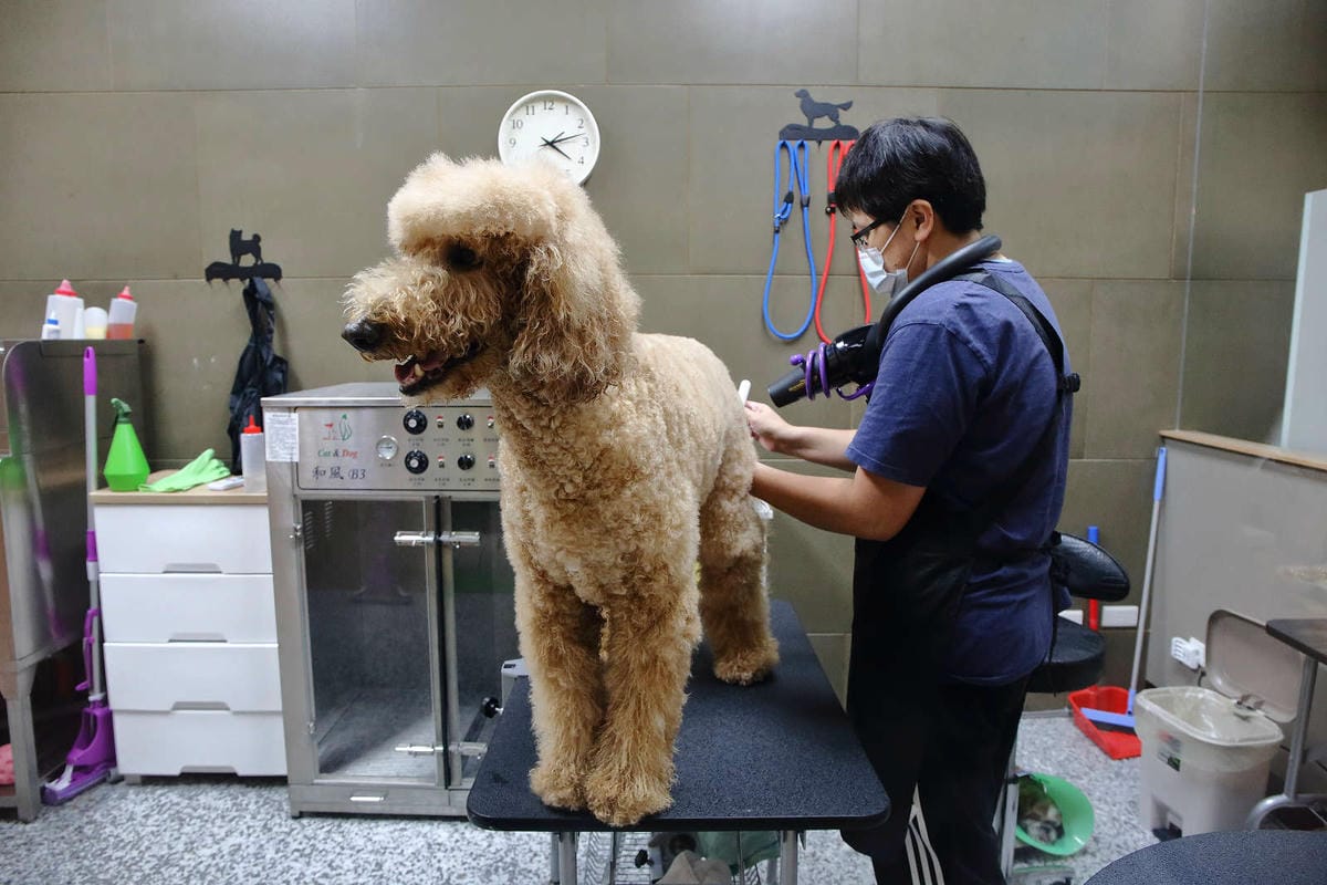 【寵物旅館。桃園】悠遊貓旅-專屬貓咪住宿〜桃園/大園貓咪旅館。貓奴推薦！專屬貓咪旅館，獨立房間與活動空間，主人們放心去旅行吧！
