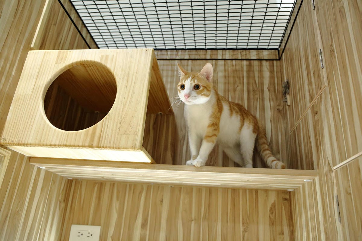 【寵物旅館。桃園】悠遊貓旅-專屬貓咪住宿〜桃園/大園貓咪旅館。貓奴推薦！專屬貓咪旅館，獨立房間與活動空間，主人們放心去旅行吧！